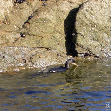 European shag - Cormoran huppé