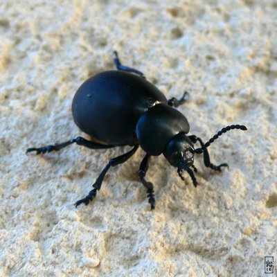 Bloody-nosed beetle on a wall - Crache-sang sur un mur