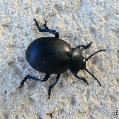 Bloody-nosed beetle on a wall - Crache-sang sur un mur