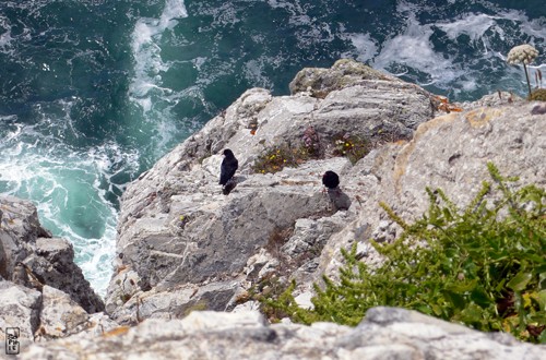 Red-billed choughs - Craves à bec rouge