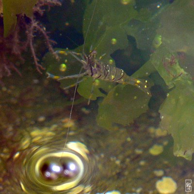 Brown shrimp - Crevette grise