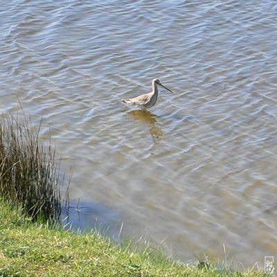 Wader (Greenshank or godwit?) - Limicole (chevalier aboyeur ou barge ?) 