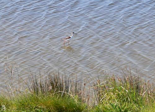 Black-winged stilt - Échasse blanche