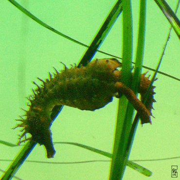 Seahorses - Hippocampes