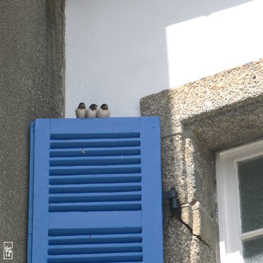 Swallows - Hirondelles