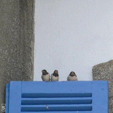 Swallows - Hirondelles