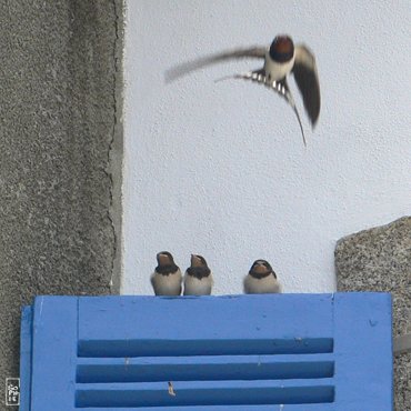 Swallows - Hirondelles