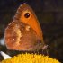 Gatekeeper butterfly