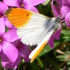 Orange tip butterfly