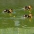 Mallard ducklings