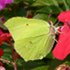 Brimstone butterfly