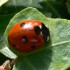 Ladybird