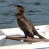 Cormorant