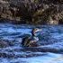 European shag