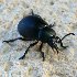 Bloody-nosed beetle