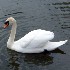 Swan