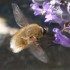 Bee-fly