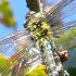 Southern hawker dragonfly