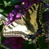 Swallowtail