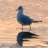 Black-headed gull