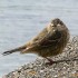 Meadow pipit