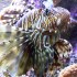 Red lionfish