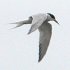 Tern