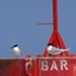 Common terns