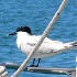 Sandwich tern