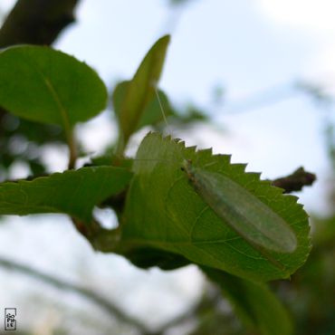 Green insect - Insecte vert