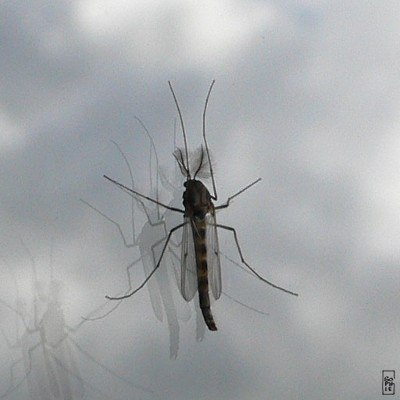 Insect with fluffy antennas - Insecte aux antennes plumeuses