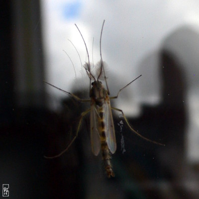 Insect with fluffy antennas - Insecte aux antennes plumeuses