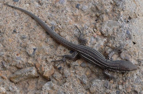 Lizard - Lézard