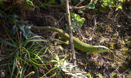 Green lizard - Lézard vert