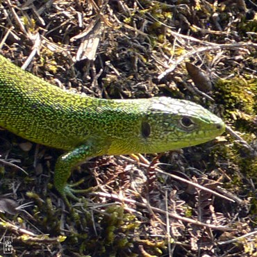 Green lizard - Lézard vert