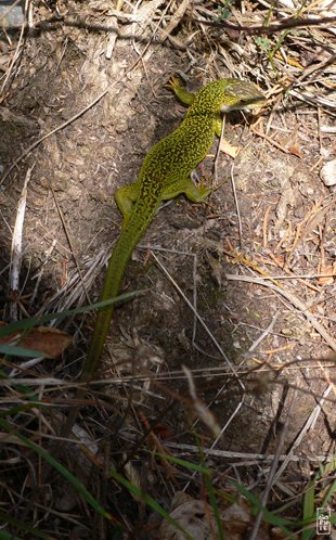 Green lizard - Lézard vert