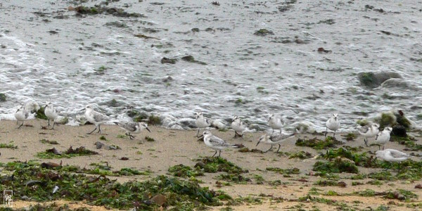 Waders on the edge of the water - Limicoles au bord de l’eau