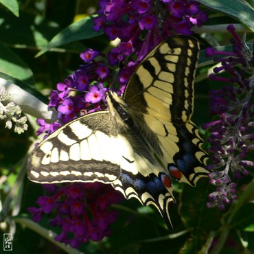 Swallowtail butterfly - Papillon machaon