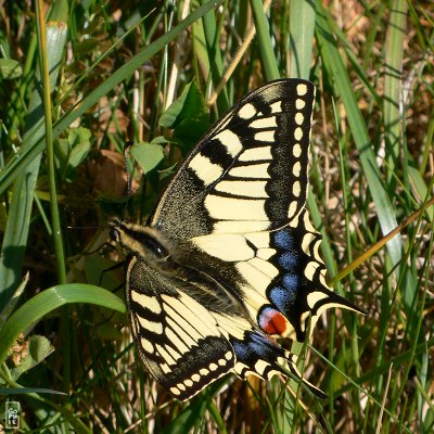 Old world swallowtail - Machaon