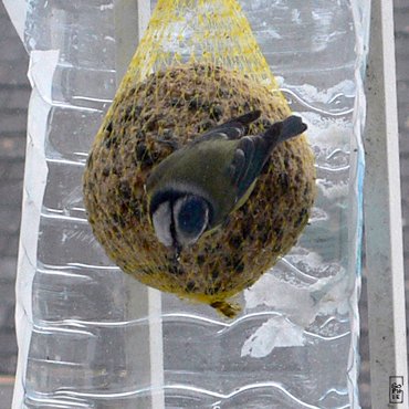 Blue tit - Mésange bleue