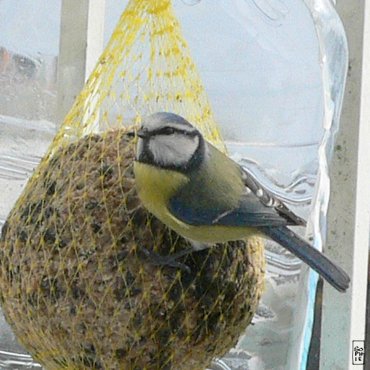 Blue tit - Mésange bleue