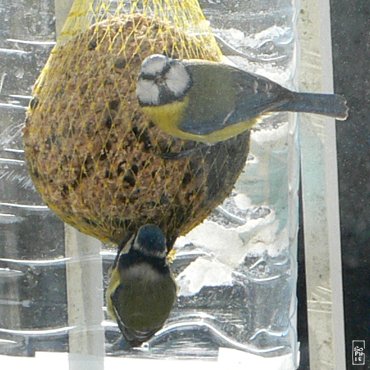 Blue tit - Mésange bleue