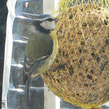 Blue tit - Mésange bleue