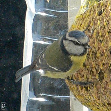 Blue tit - Mésange bleue