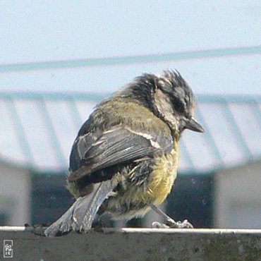 Blue tit - Mésange bleue