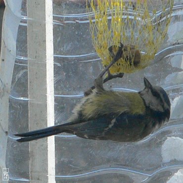 Blue tit - Mésange bleue