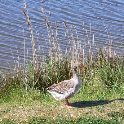 Greylag goose - Oie grise