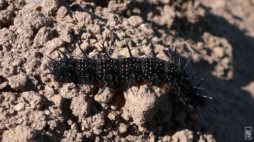 Peacock butterfly caterpillar - Chenille de paon du jour