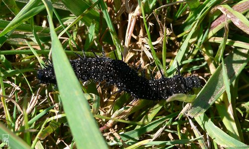 Peacock butterfly caterpillar - Chenille de paon du jour