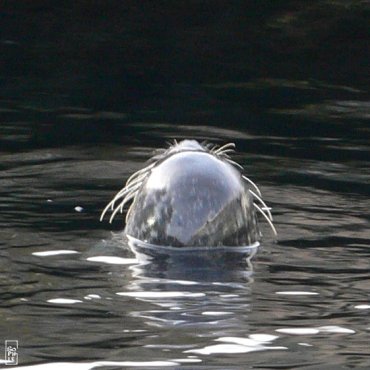 Common seal - Phoque veau marin